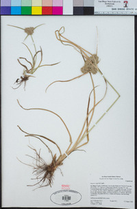 Cyperus eragrostis image