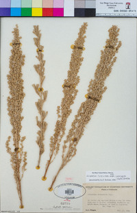 Artemisia tridentata subsp. vaseyana image