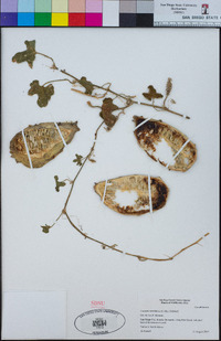 Cucumis metuliferus image