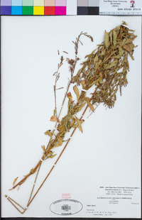 Oenothera sinuosa image