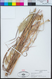 Bothriochloa barbinodis image