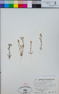 Lepidium lasiocarpum image