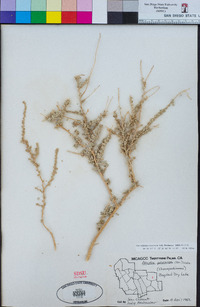 Atriplex polycarpa image