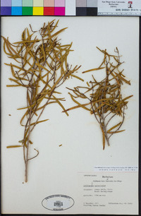 Image of Colliguaja salicifolia