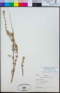 Image of Clinopodium chilense