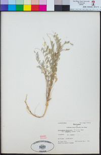 Astragalus douglasii image