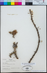 Image of Oxalis virgosa