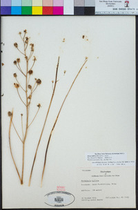 Oziroe biflora image