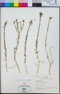 Image of Linum chamissonis