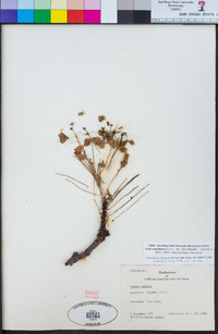 Image of Oxalis magellanica