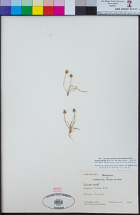 Image of Plantago hispidula