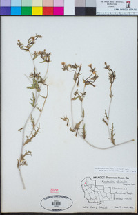 Mentzelia albicaulis image