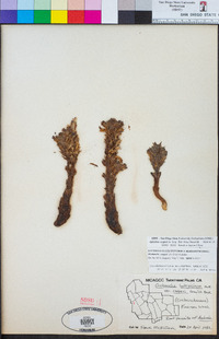 Orobanche cooperi image