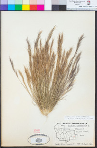 Aristida adscensionis image