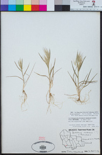 Bromus madritensis image