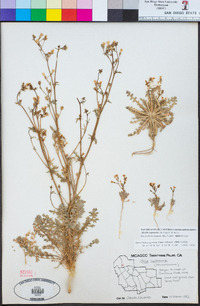 Aliciella leptomeria image