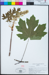 Acer macrophyllum image