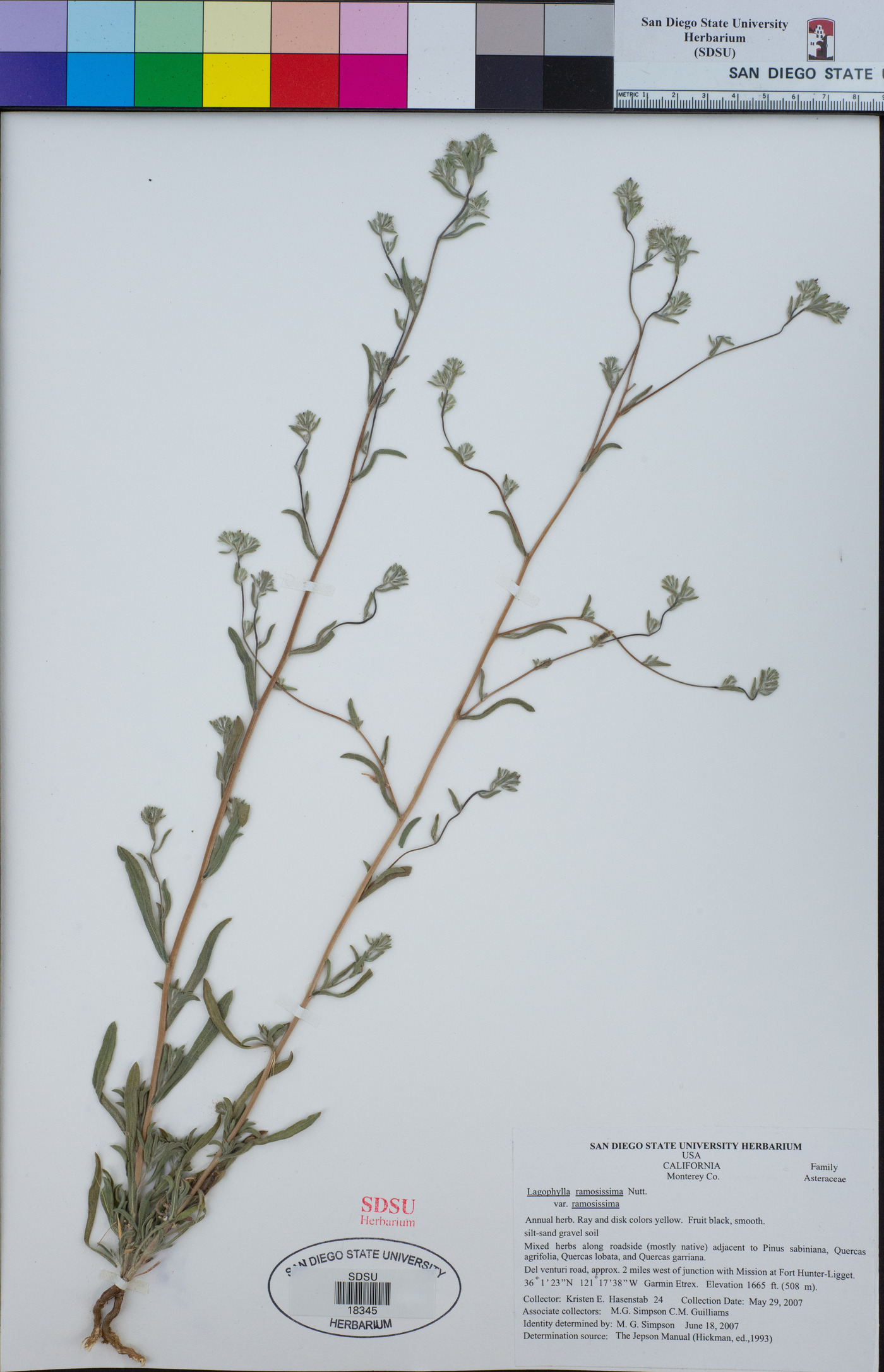 Lagophylla ramosissima subsp. ramosissima image