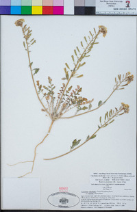 Chylismia claviformis subsp. peirsonii image