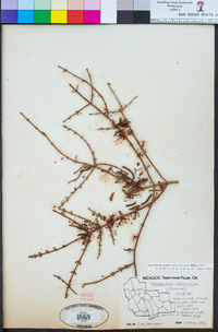 Phoradendron californicum image