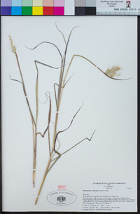 Bothriochloa barbinodis image