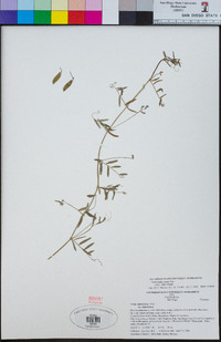 Vicia ludoviciana image