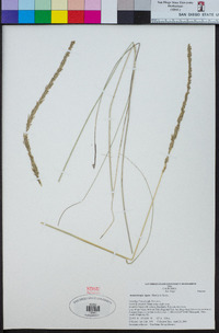 Muhlenbergia rigens image