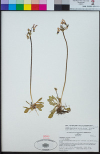 Primula clevelandii image