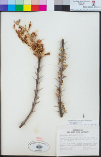 Fouquieria splendens image