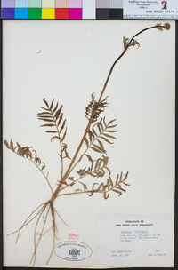 Valeriana officinalis image