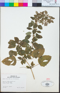 Melissa officinalis image