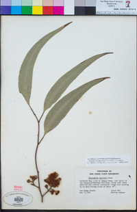 Corymbia maculata image