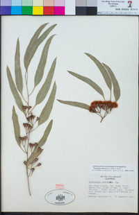 Eucalyptus sideroxylon image