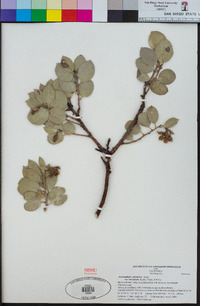 Arctostaphylos glandulosa subsp. leucophylla image