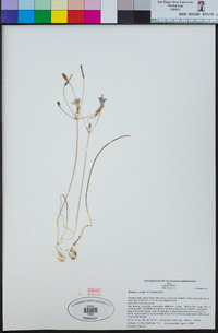 Brodiaea orcuttii image