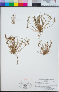 Claytonia parviflora subsp. viridis image