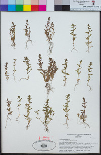 Veronica peregrina subsp. xalapensis image