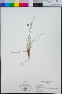 Conostylis teretifolia image