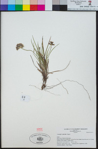 Conostylis canteriata image