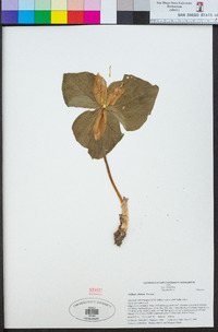 Trillium albidum image