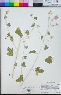 Sphaeralcea ambigua image