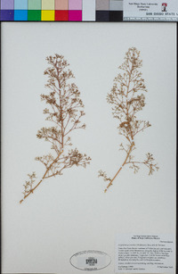 Dysphania graveolens image