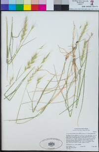 Elymus elymoides subsp. brevifolius image