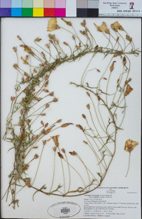 Calystegia macrostegia subsp. tenuifolia image