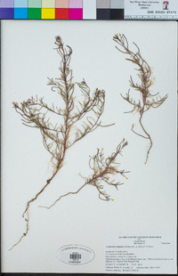 Camissonia strigulosa image