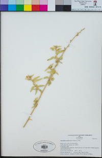 Horsfordia newberryi image