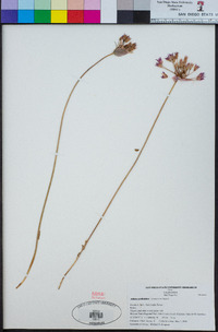 Allium peninsulare var. peninsulare image