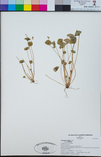 Claytonia perfoliata subsp. perfoliata image