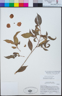 Syzygium australe image