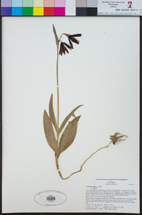 Fritillaria biflora image